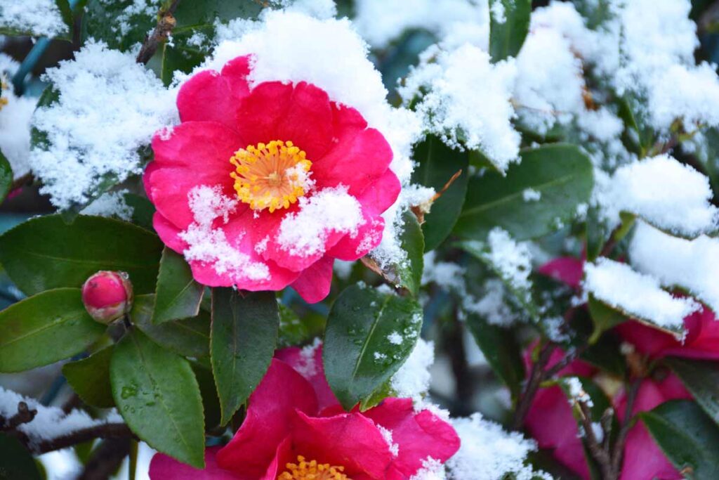 camelia invernali
