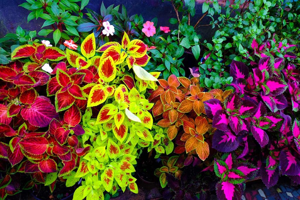 Coleus arcobaleno
