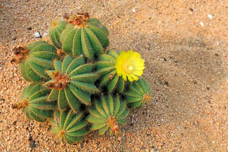 Coltiva un giardino di cactus senza fatica: come creare un angolo esotico ovunque coltivare cactus