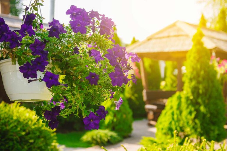 Il fascino delle petunie: coltivazione e cura per fiori da sogno coltivare petunie