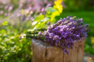 lavanda in giardino