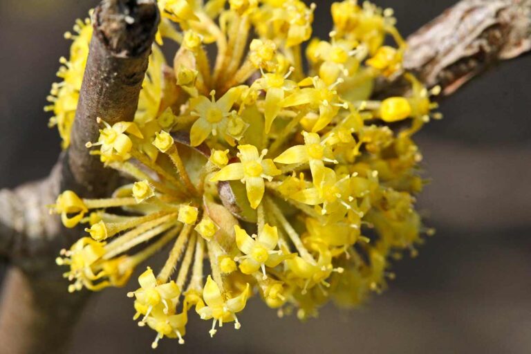 Sorpresa di febbraio: la pianta che anticipa la primavera con un fioritura spettacolare nel tuo giardino fioritura corniolo