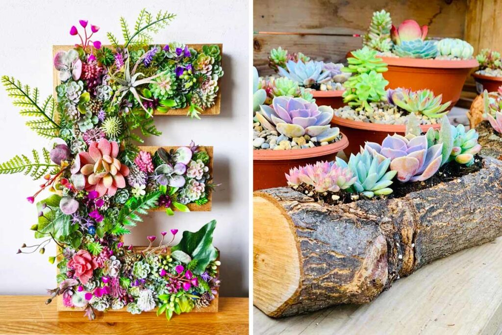 Decorare con le succulente.