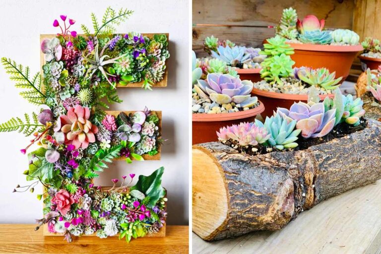 Decorare con le succulente: idee creative per un angolo verde da sogno Decorare con le succulente.