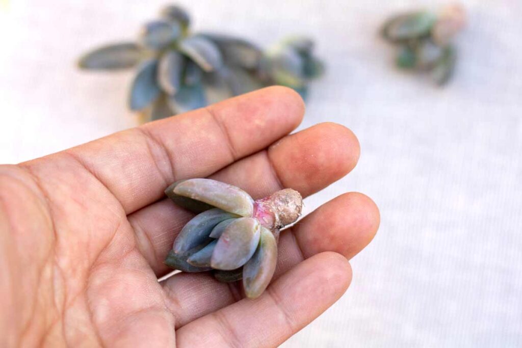 Moltiplica la tua Echeveria con una foglia sola