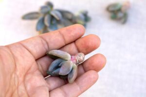 Moltiplica la tua Echeveria con una foglia sola