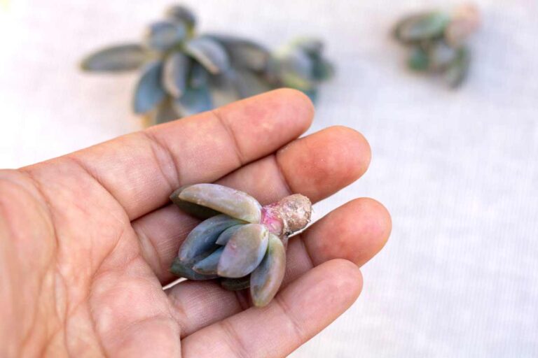 Moltiplica la tua Echeveria con una foglia sola: ecco la tecnica spiegata Moltiplica la tua Echeveria con una foglia sola