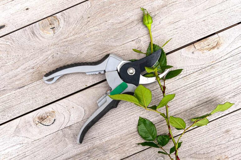 Proteggi le tue piante in inverno: evita questi errori di potatura comuni errori potatura invernale