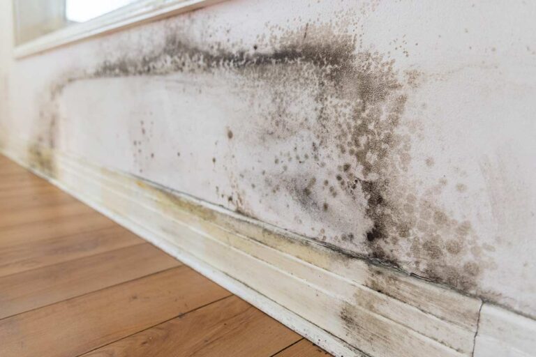 Svelati i 7 fattori critici che favoriscono la muffa in casa: scopri adesso evitare formazione di muffa in casa