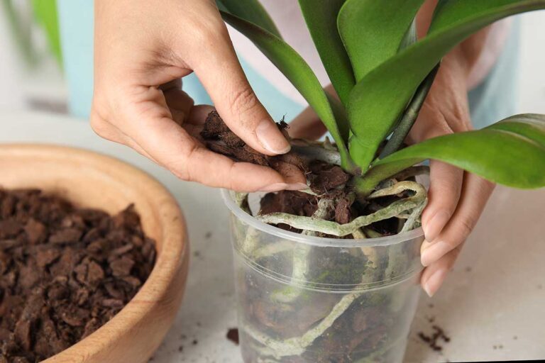 Trasforma le tue orchidee con un fertilizzante fai da te, ecologico e facile da preparare fertilizzante fai da te per orchidee