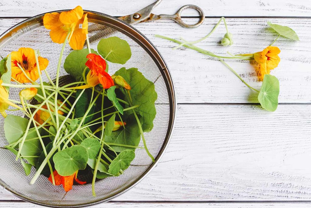 fiori che si mangiano