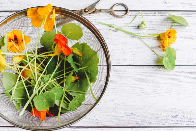 Fiori bellissimi che si mangiano: coltivali nel tuo giardino per piatti sorprendenti fiori che si mangiano