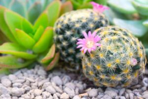 angolo roccioso fai da te con le piante grasse