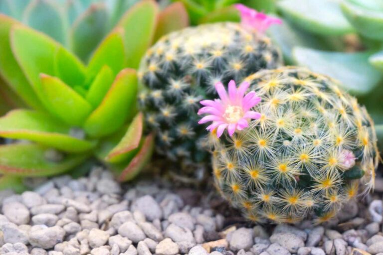 Come creare un angolo roccioso fai da te con le piante grasse: 8 specie resistenti e decorative angolo roccioso fai da te con le piante grasse