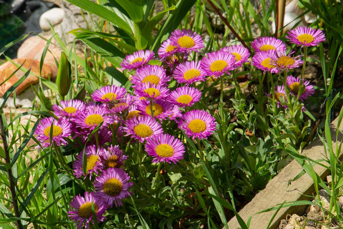 Erigeron glaucus 'Sea Breeze'