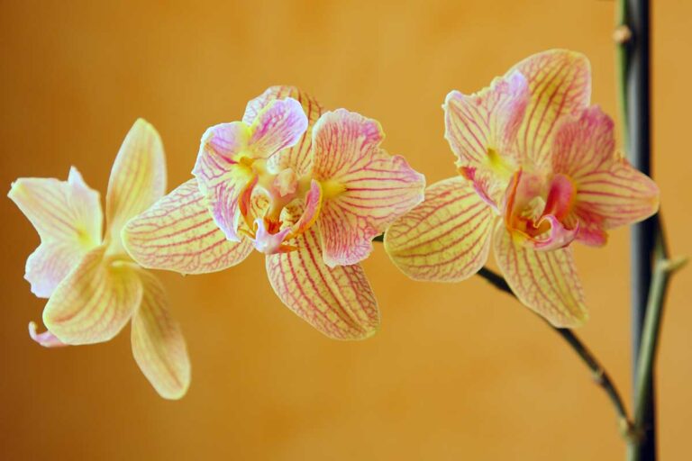 Addio pesticidi: il trucco naturale per orchidee che fioriscono tutto l'anno trucco naturale per orchidee