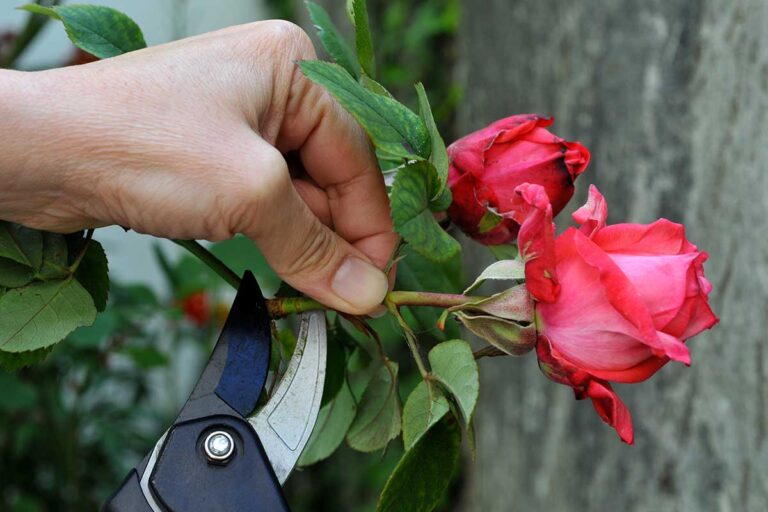 Da una singola rosa a un giardino fiorito: tutti i segreti per coltivare il tuo roseto talea di rose