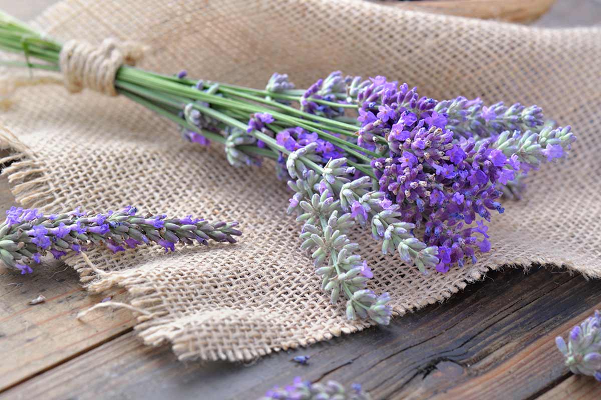 Lavanda.
