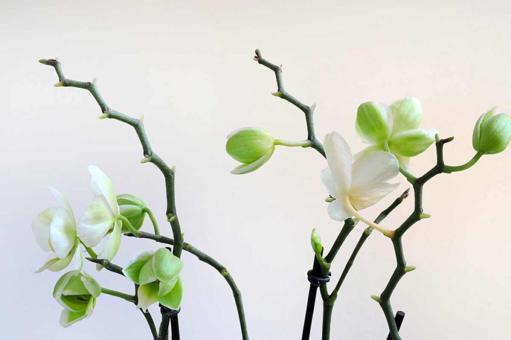 stimolare la rifioritura delle orchidee