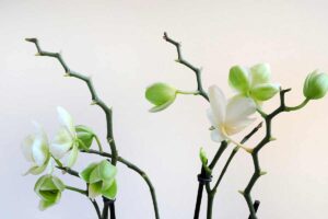 stimolare la rifioritura delle orchidee