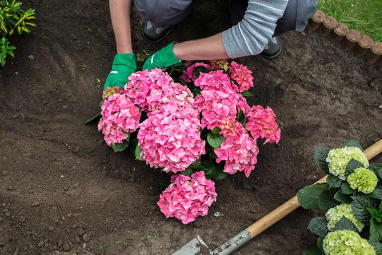 Ortensie Rigogliose: scopri i 2 momenti chiave per piantarle e assicurarti fiori spettacolari piantare ortensie