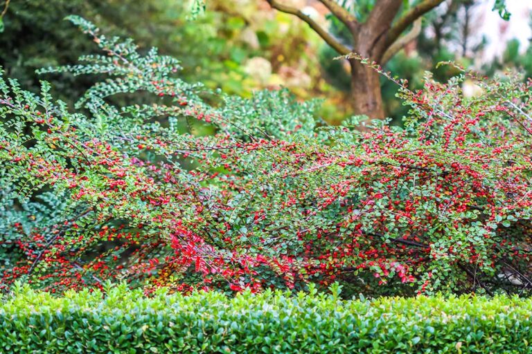 Mantieni il tuo giardino vivo: le Top 5 piante che non perdono foglie in inverno piante che non perdono foglie in inverno