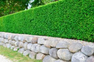 piante confini giardino