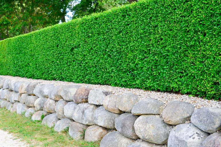 Confini verdi: quali piante usare per creare spazi privati nel tuo giardino piante confini giardino