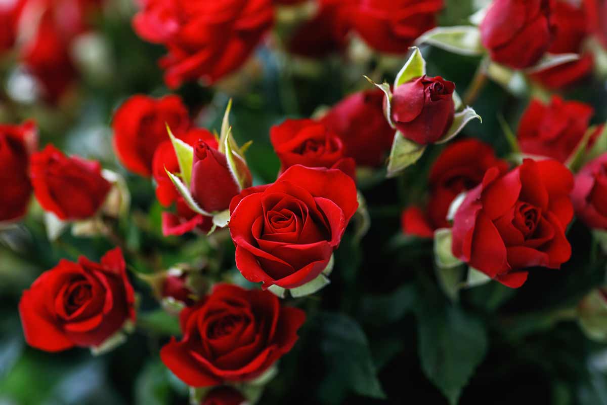 Rose rosse.