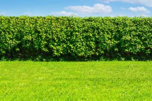 rigenerare siepi vecchie