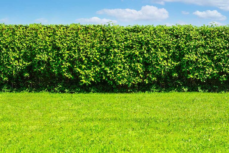 Rivitalizza le vecchie siepi del tuo giardino: strategie efficaci per piante antiche rigenerare siepi vecchie