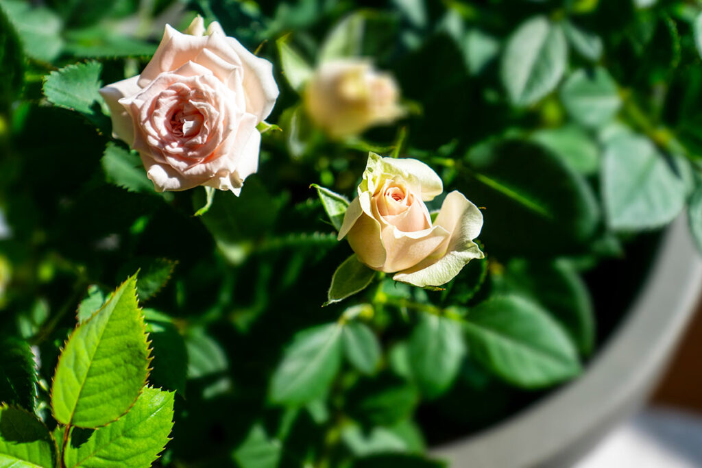 coltivare le rose in vaso