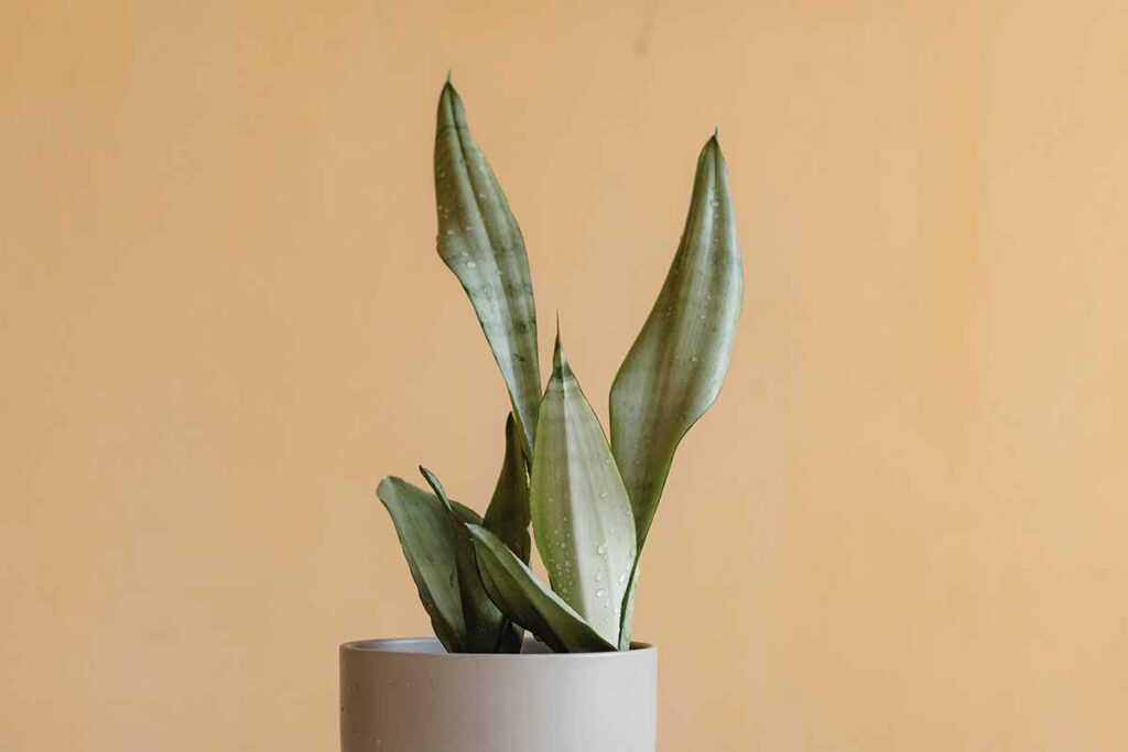 Sansevieria lenta nella crescita