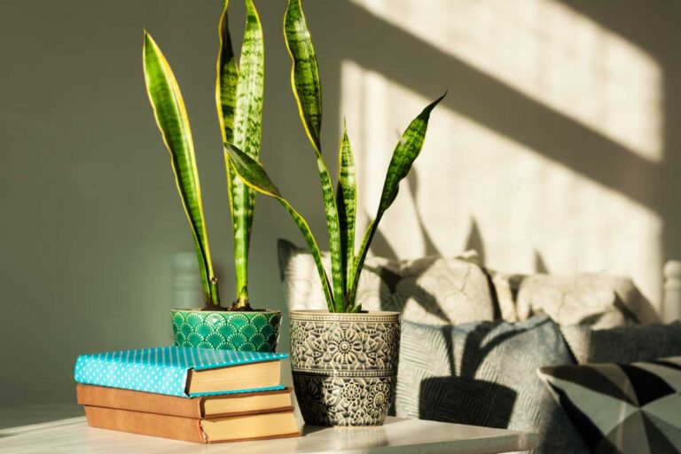 Aria più sana e casa più bella con la Sansevieria, la pianta da interno facile da curare Sansevieria