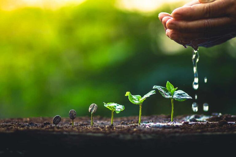 Come garantire una semina di successo: segreti per fiori e ortaggi rigogliosi semina di sucesso