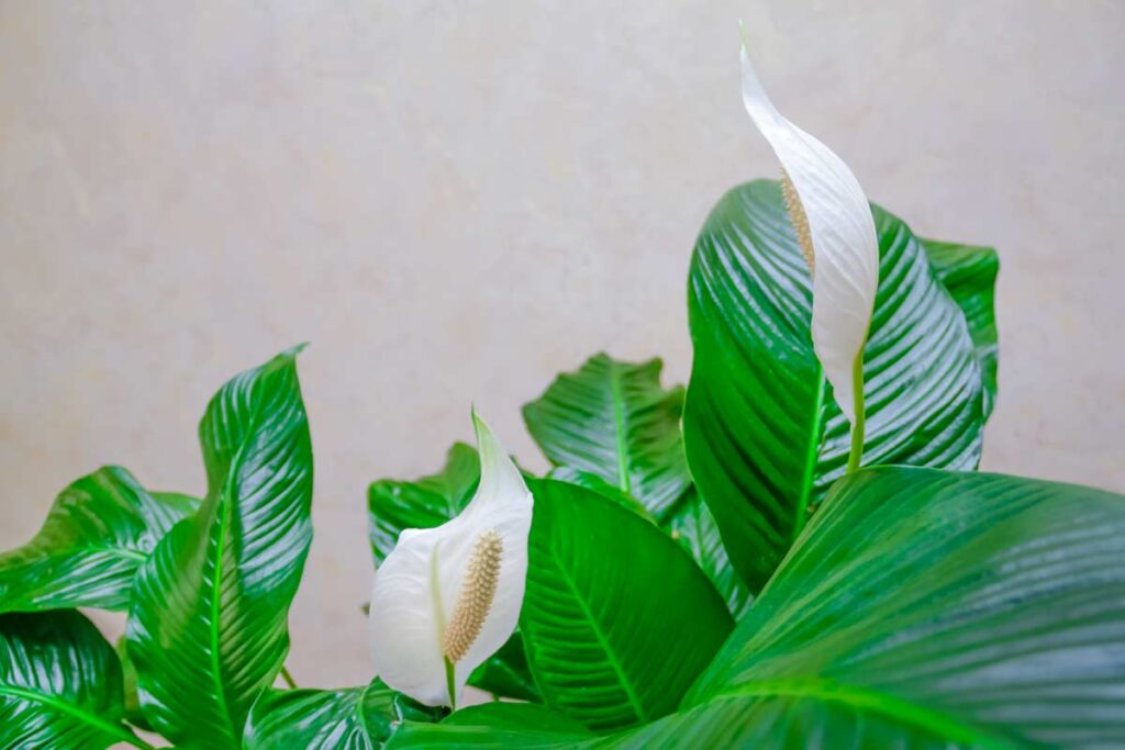 Spatifillo in camera da letto.