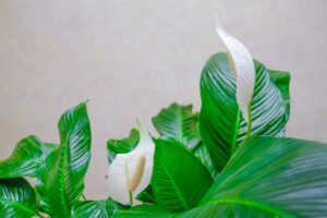 Spatifillo in camera da letto.