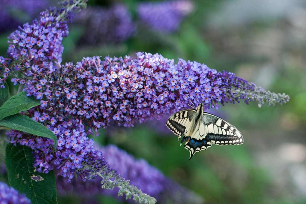 Buddleia con farfalla