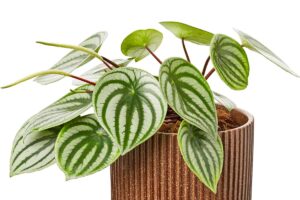 Peperomia