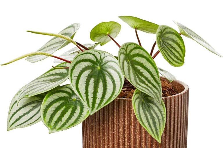 Dal look unico alla facile cura: la guida per coltivare questa pianta perfetta per piccoli spazi Peperomia