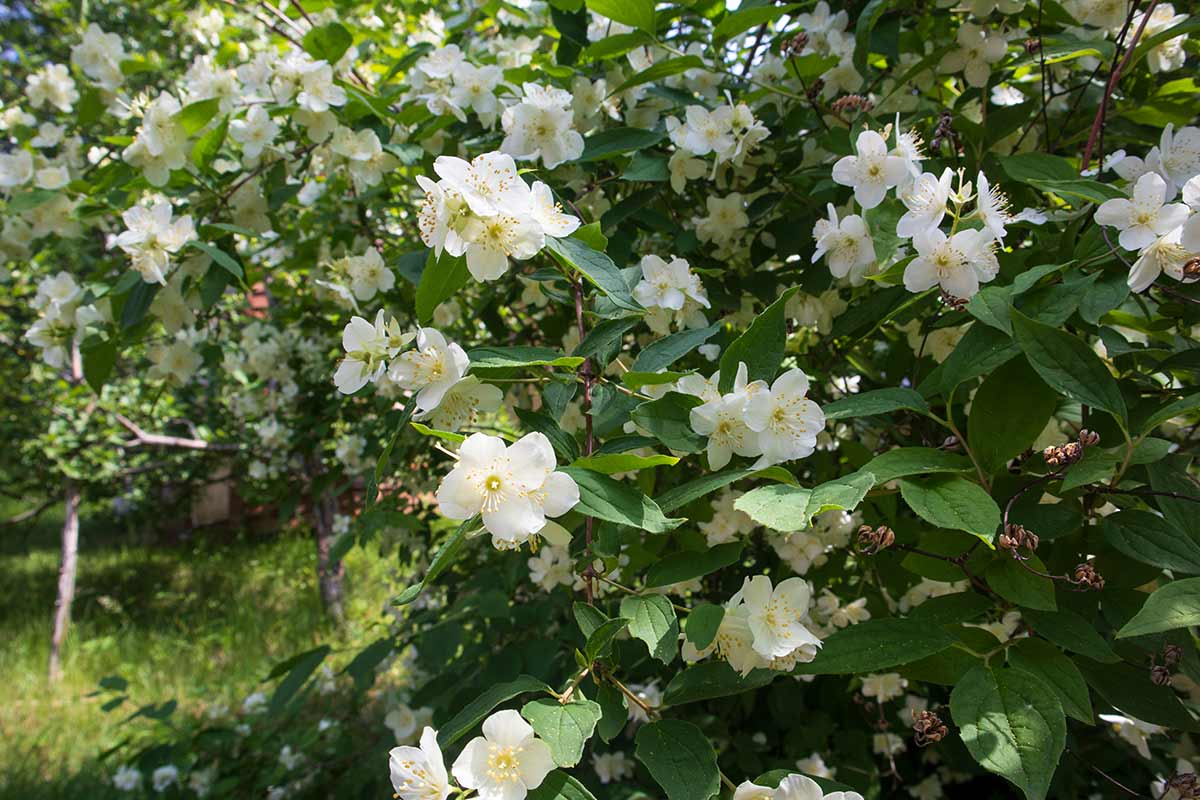 Philadelphus, Gelsomino del Poeta
