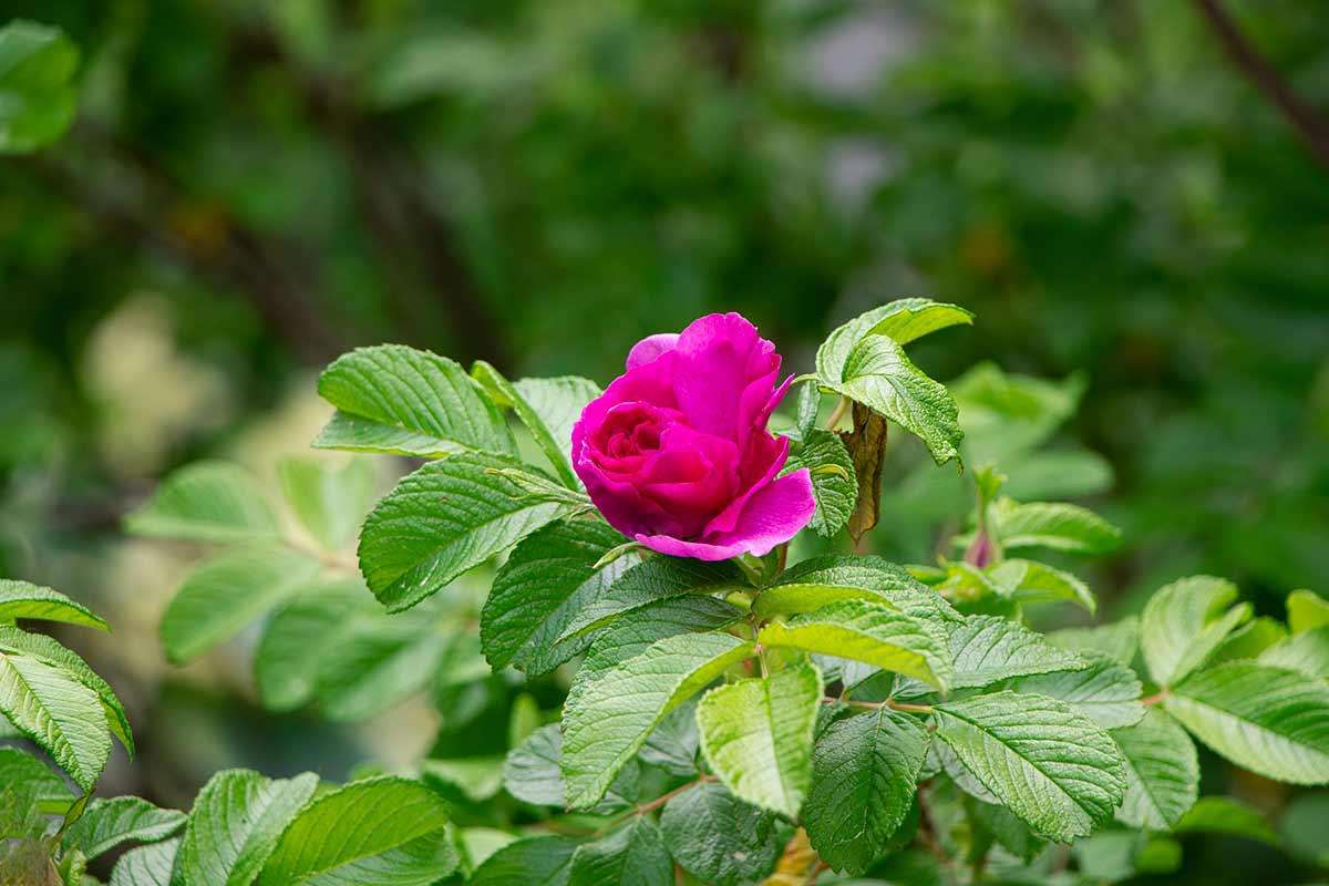 Rosa Rugosa