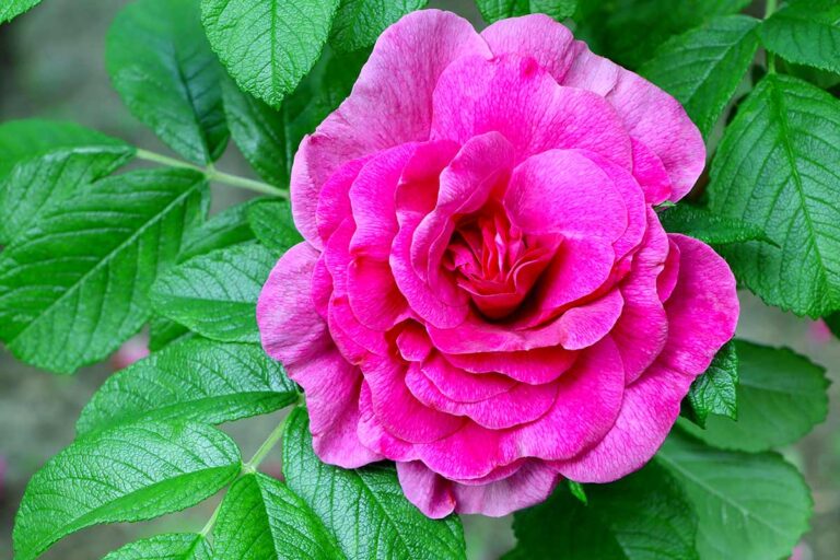 Rosa Rugosa: bellezza e resistenza per un giardino senza sforzi Rosa Rugosa