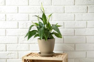 Spathiphyllum umidità