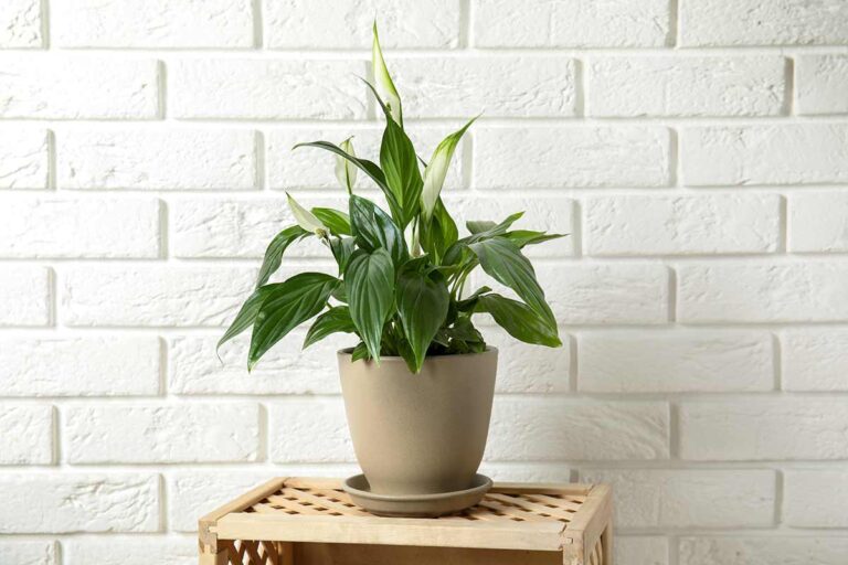 Hai problemi di umidità? La soluzione potrebbe essere questa pianta: scopri perché Spathiphyllum umidità