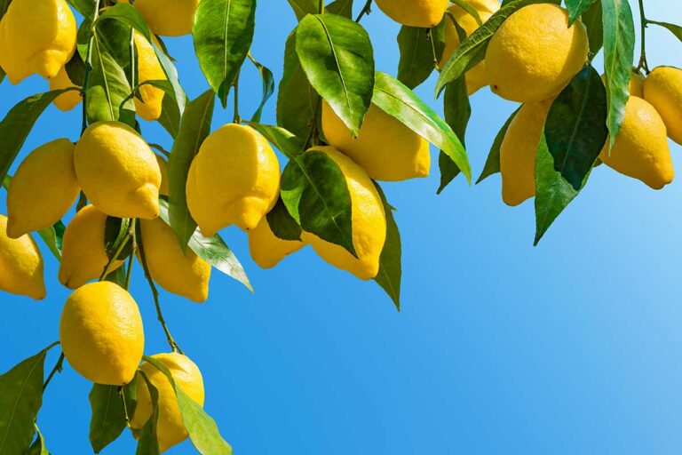 Acqua di cottura di verdure: un fertilizzante istantaneo per i tuoi limoni fertilizzante per limoni