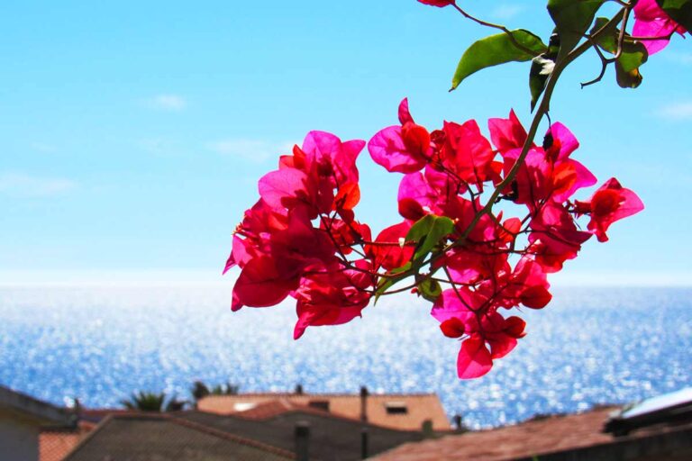 La Bougainvillea: come una pianta tropicale ha conquistato i giardini di tutto il mondo bouganville