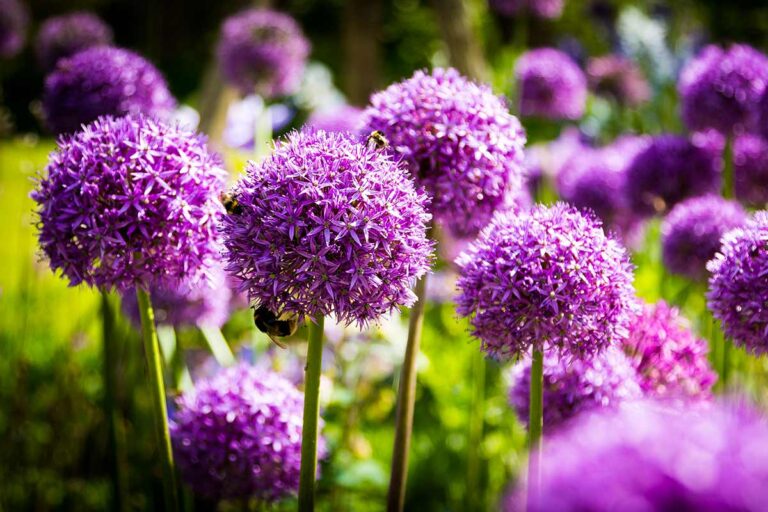 Giardinaggio di primavera: i migliori bulbi da fiori per terrazzi e balconi meravigliosi migliori bulbi da fiori