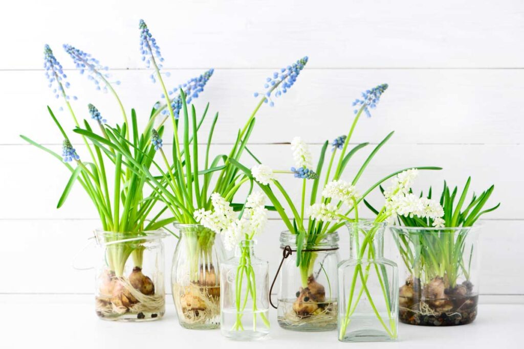 decorazioni uniche con bulbi di primavera