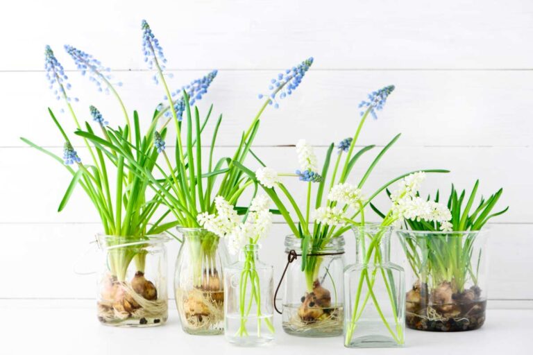 Come ravvivare la tua casa questa primavera: decorazioni uniche con bulbi decorazioni uniche con bulbi di primavera